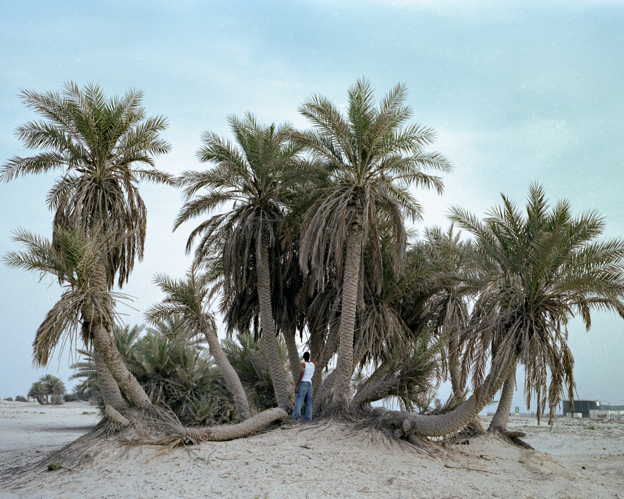Boy With Palm Trees