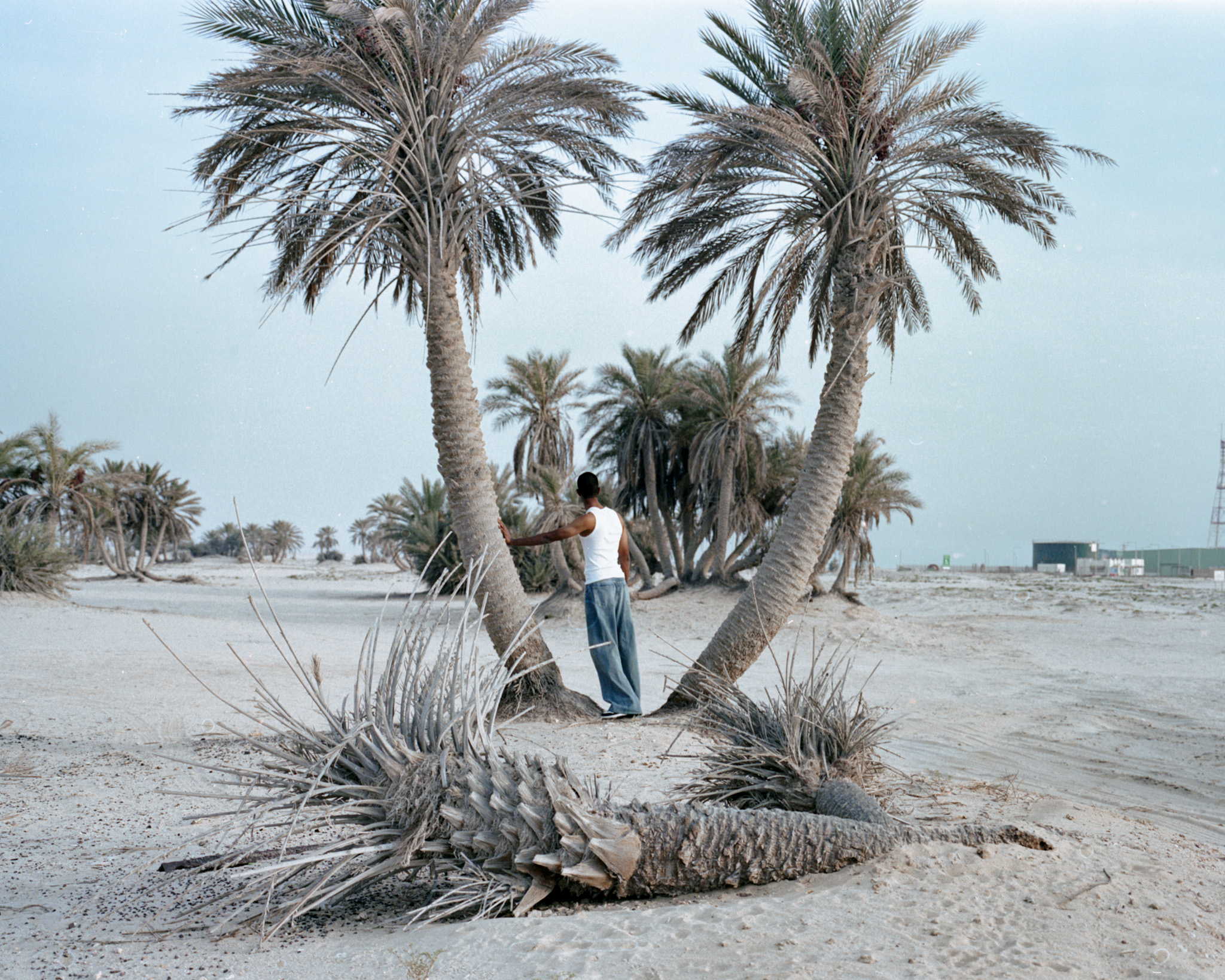 Boy With Palm Trees