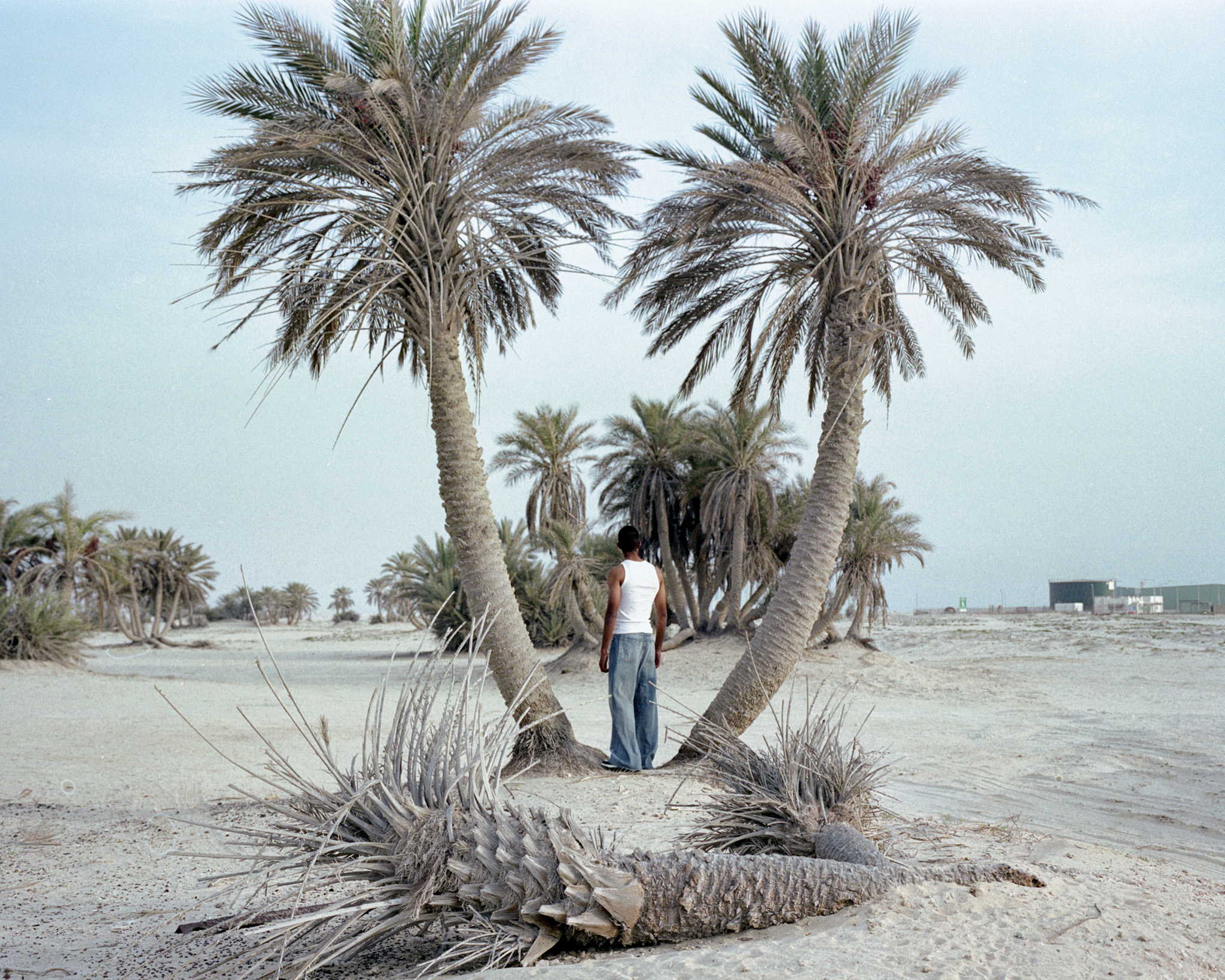Boy With Palm Trees